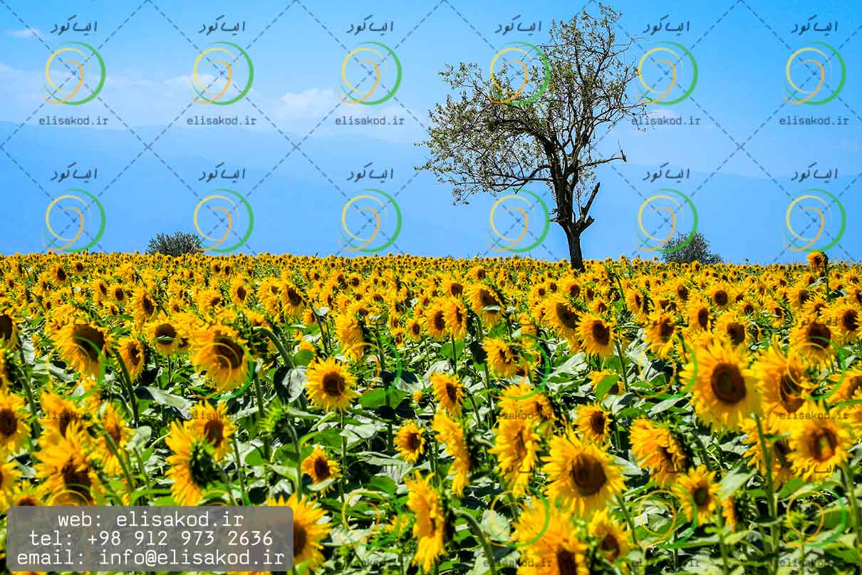 خاک سیاه کشاورزی