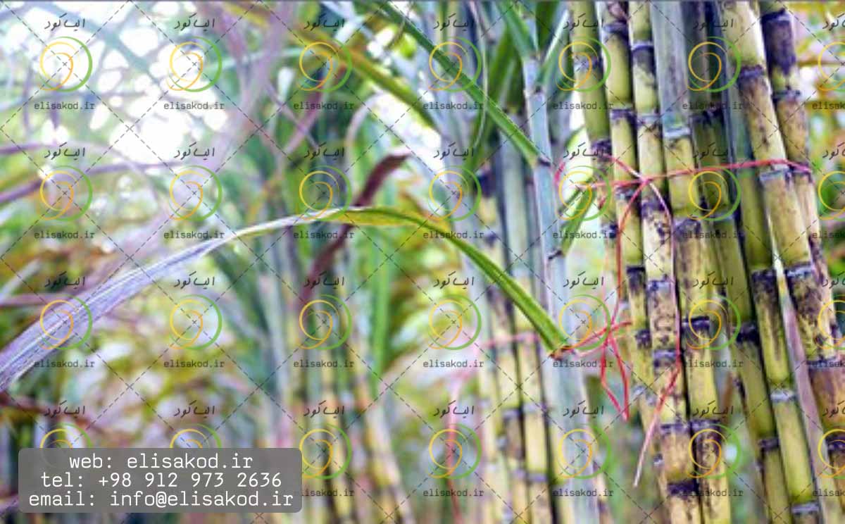 کود سیاه کشاورزی در بازار