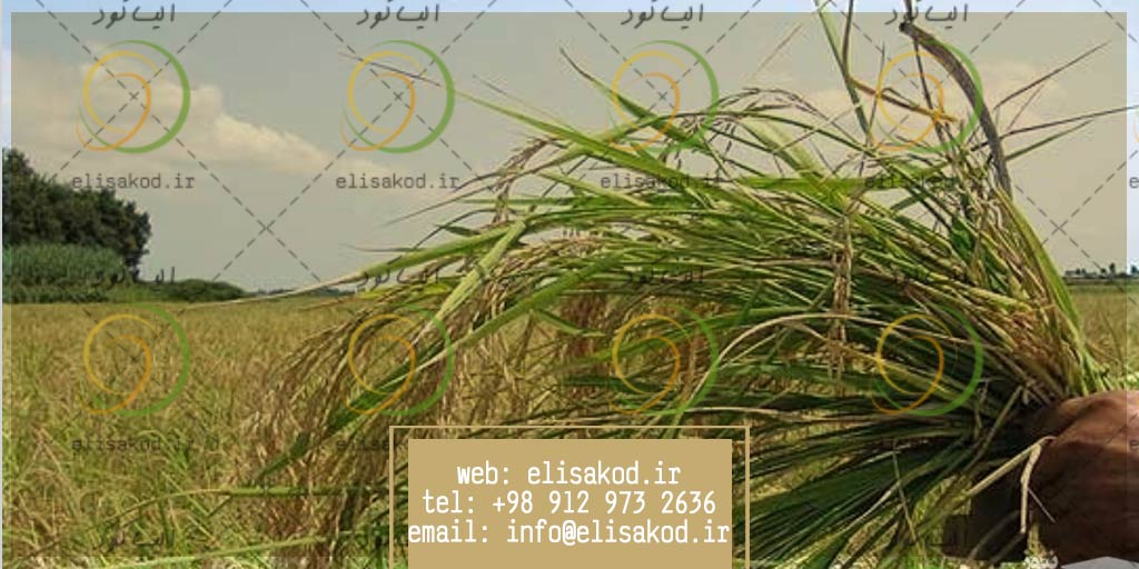 قیمت سم توفوردی