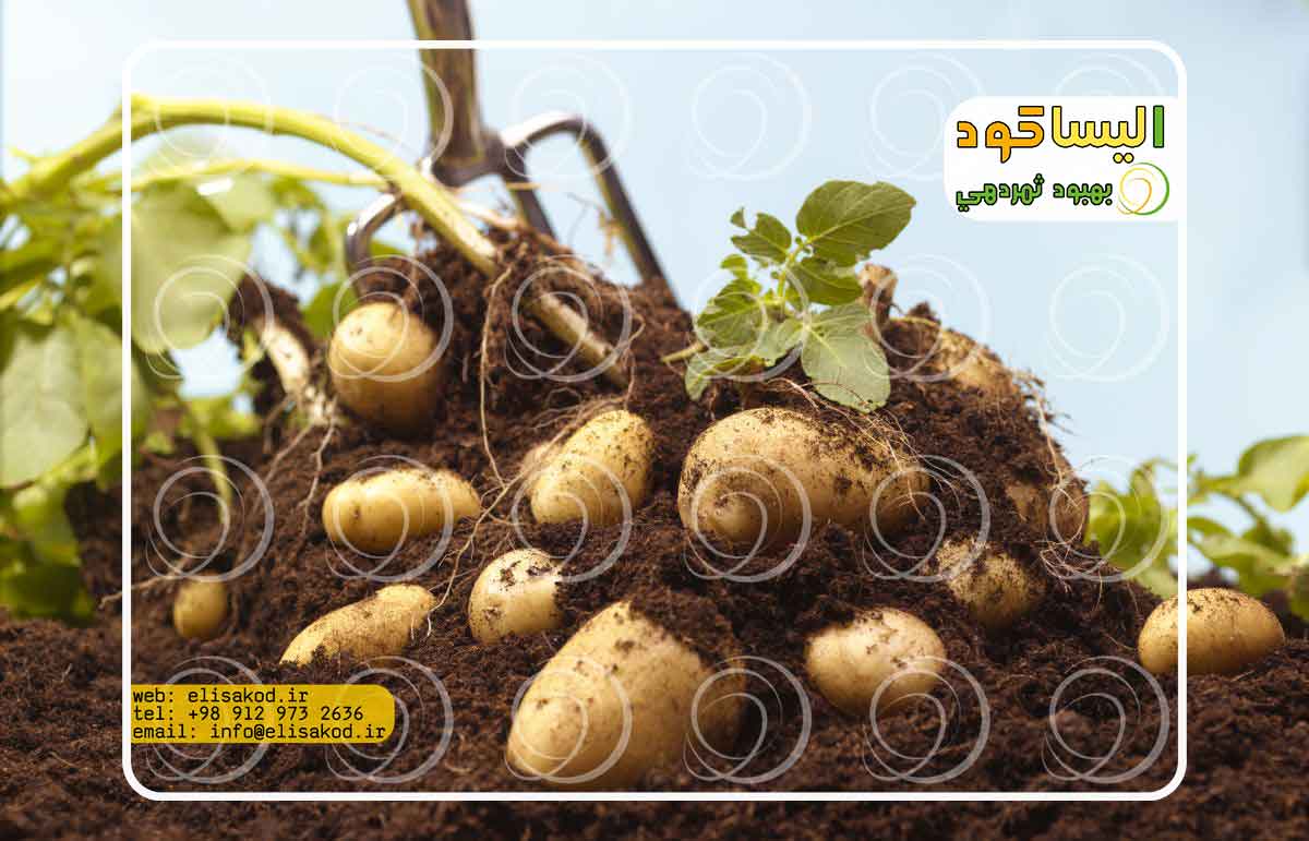 گوگرد مایع در سیب زمینی