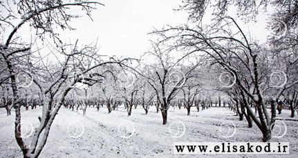 فروش کود زمستانه مورد نیاز درختان میوه