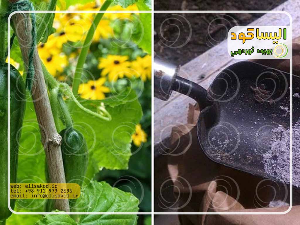 کود نیترات کلسیم برای خیار