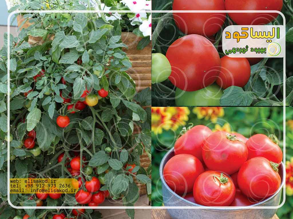 قیمت کود سولفات گوجه