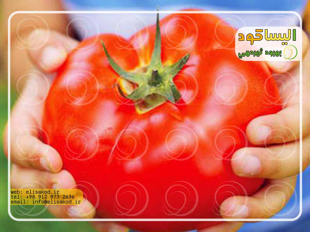 کود سولفات آمونیوم برای گوجه