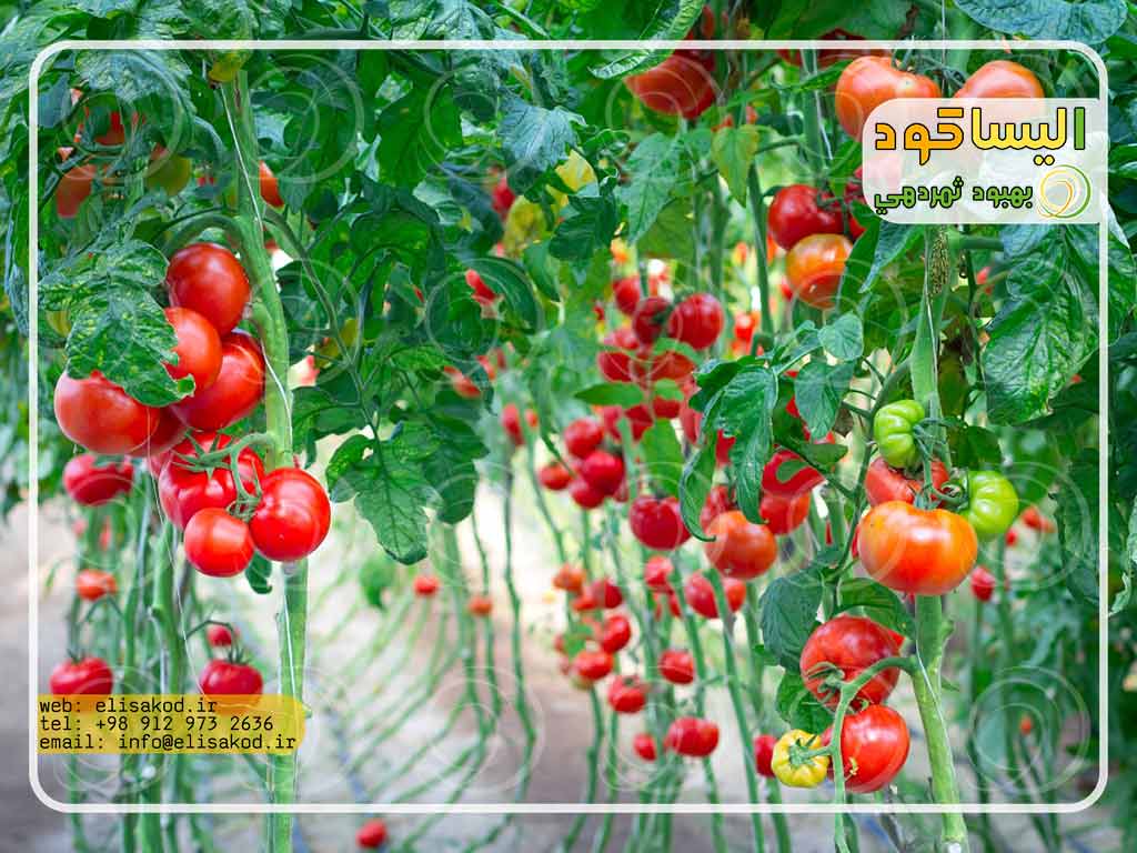 خرید کود گوجه