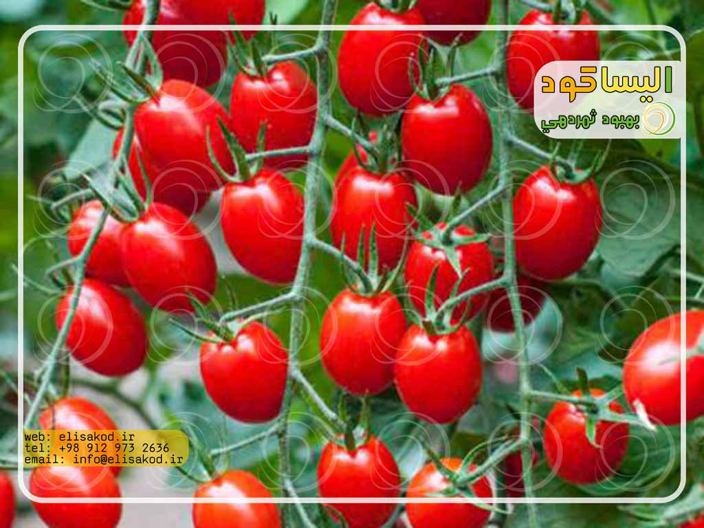 زمان مصرف کود آمونیوم گوجه