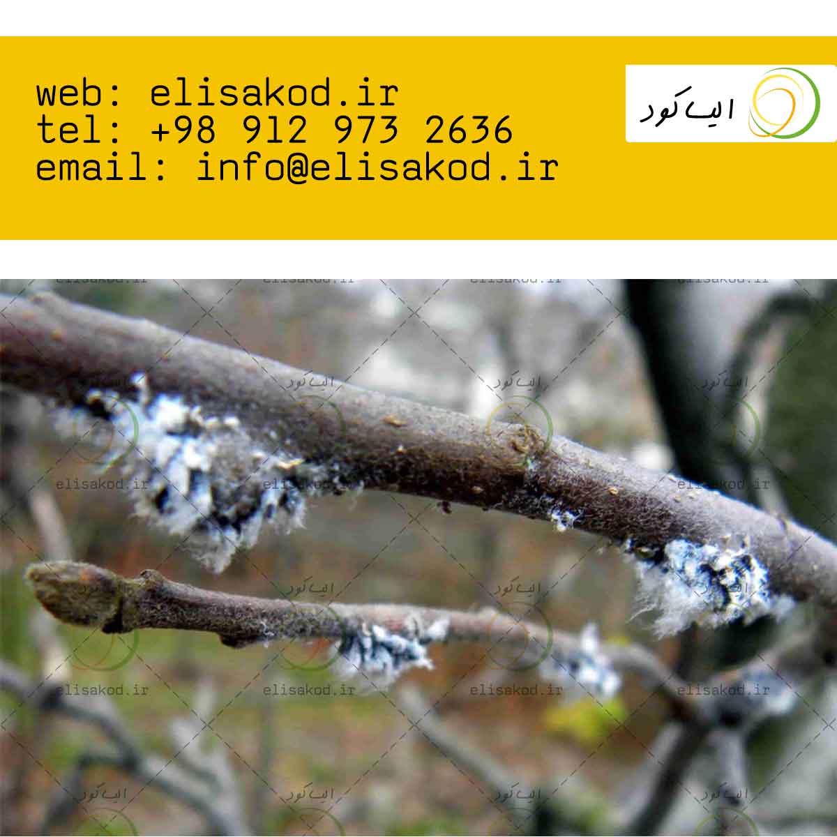 تاثیر روغن ولک در کشاورزی