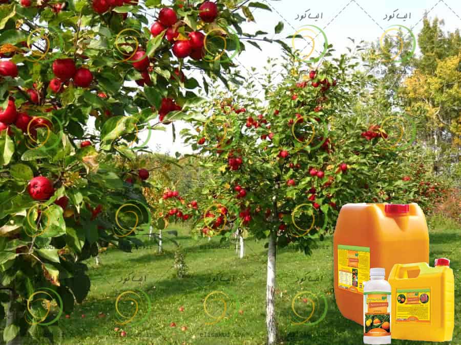 روغن ولک برای سیب