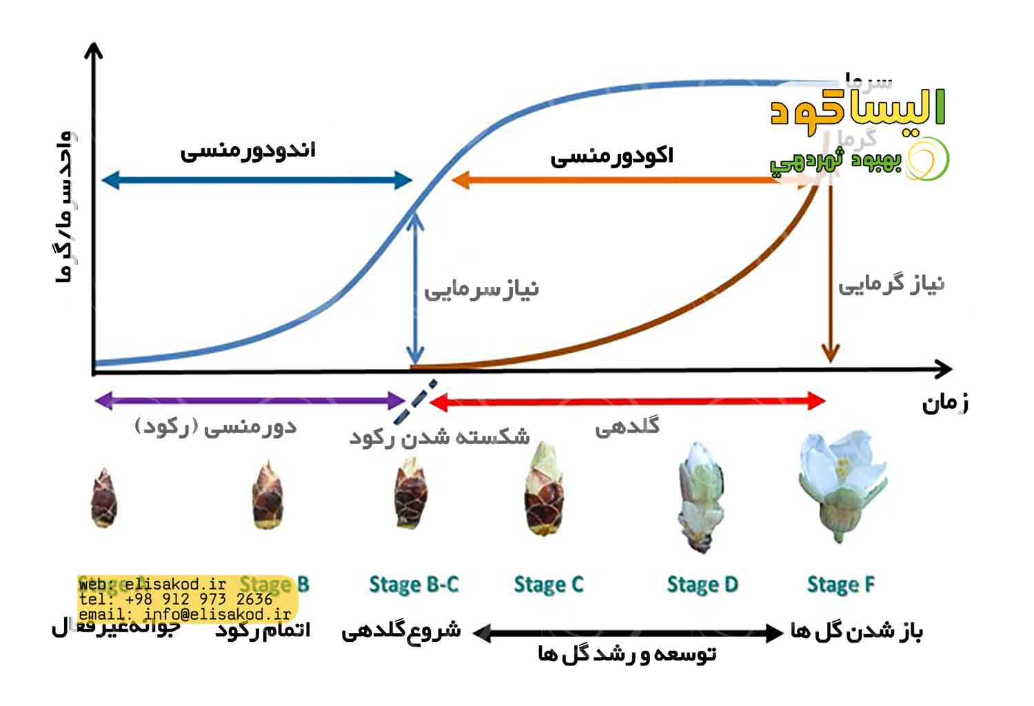 بهترین کود برای باردهی درخت سیب