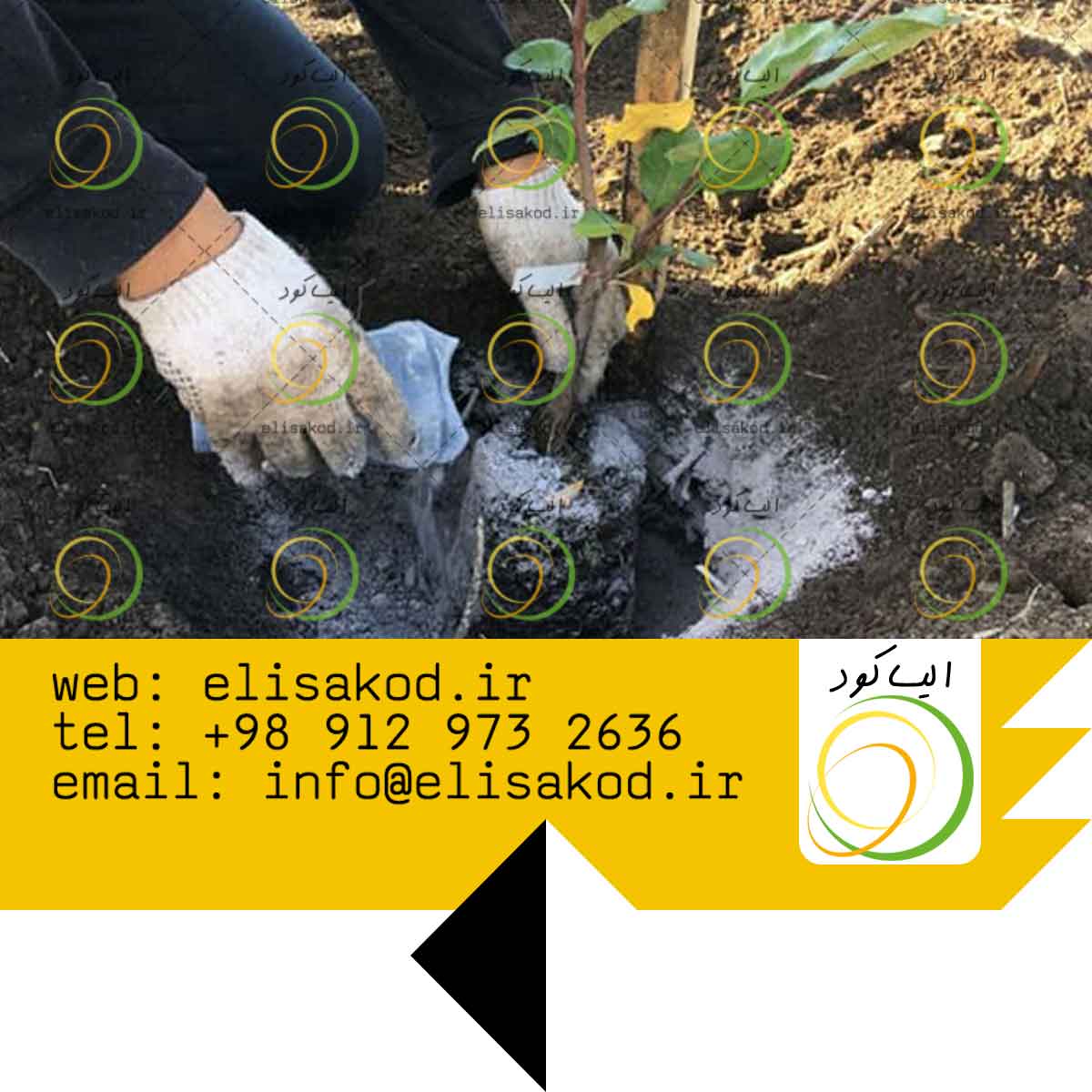 مصرف کود چالکود گرانوله