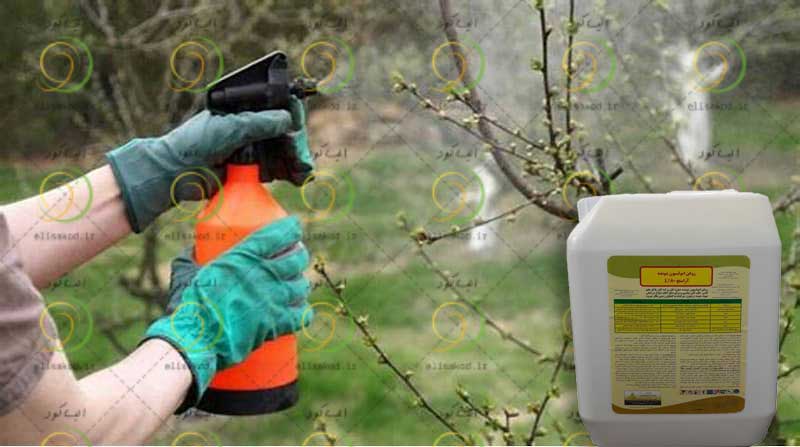 روغن ولک آراسنج