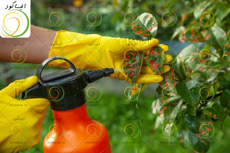 روغن ولک چیست