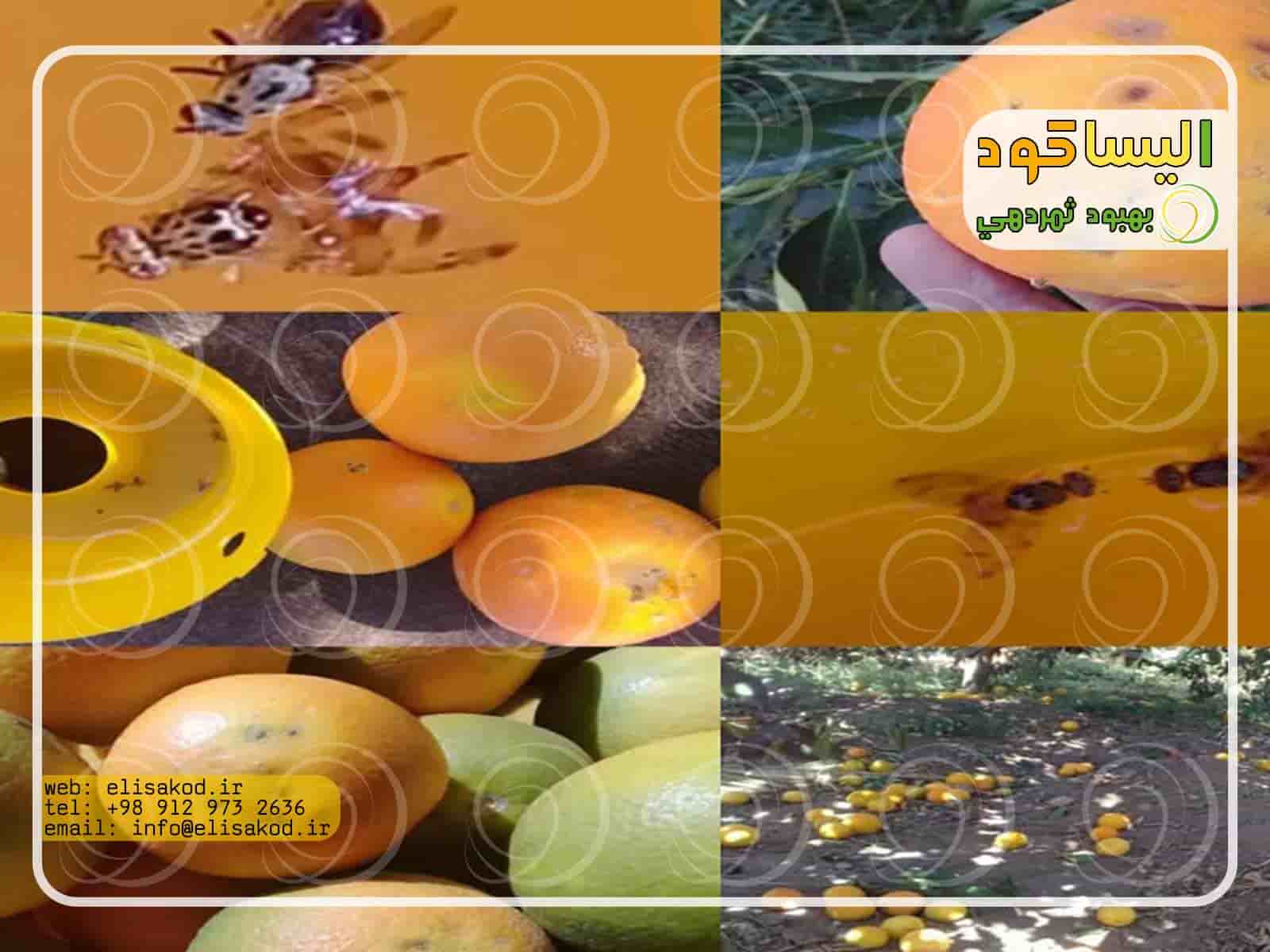 خرید پروتئین هیدرولیزات