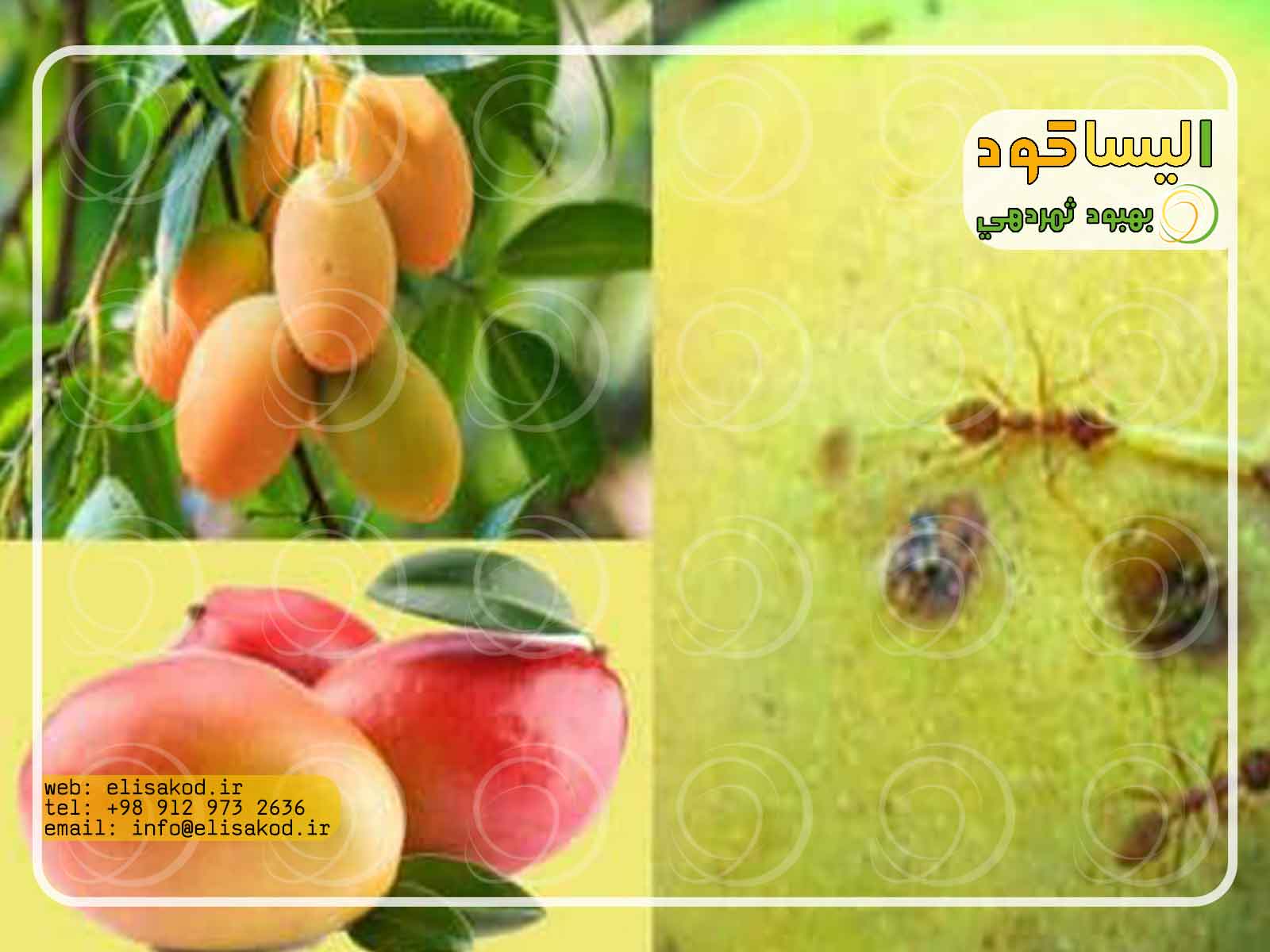 قیمت پروتئین هیدرولیزات