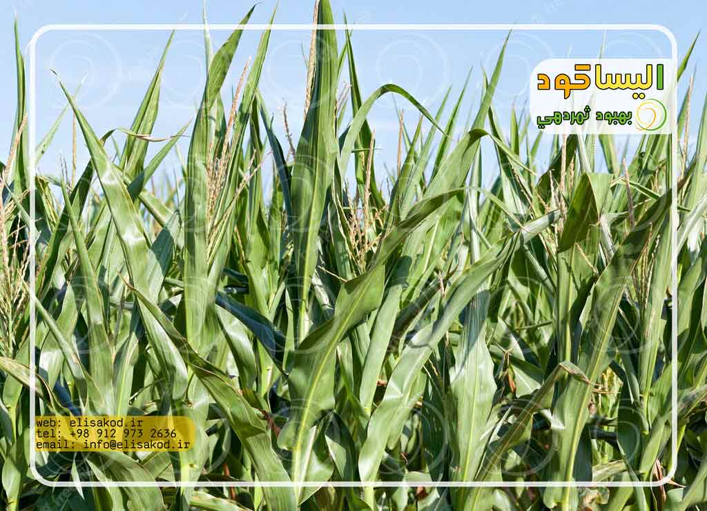 خرید سولفات آمونیوم ذرت