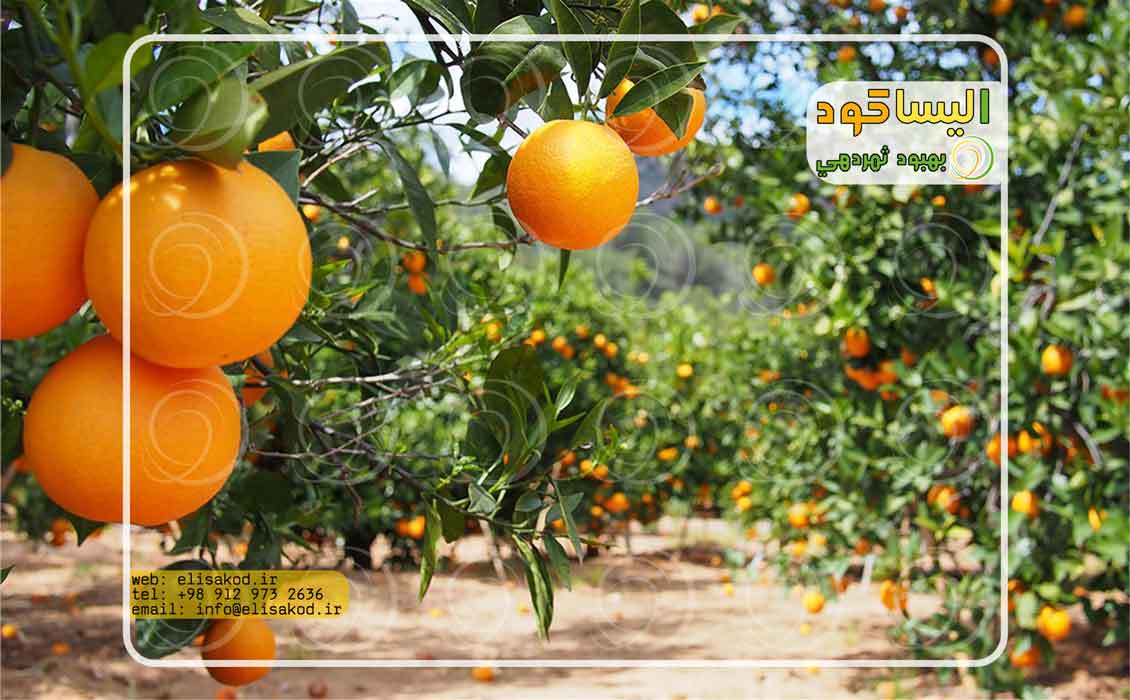فروشگاه سولفات آمونیوم مرکبات