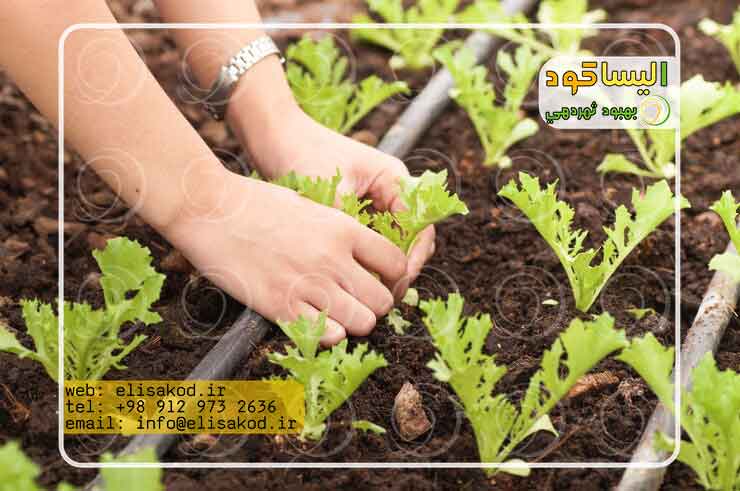 نحوه مصرف کود سولفات آمونیوم