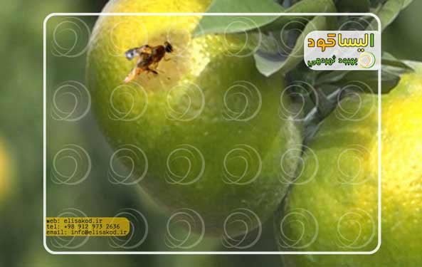 پروتئین هیدرولیزات بایوران