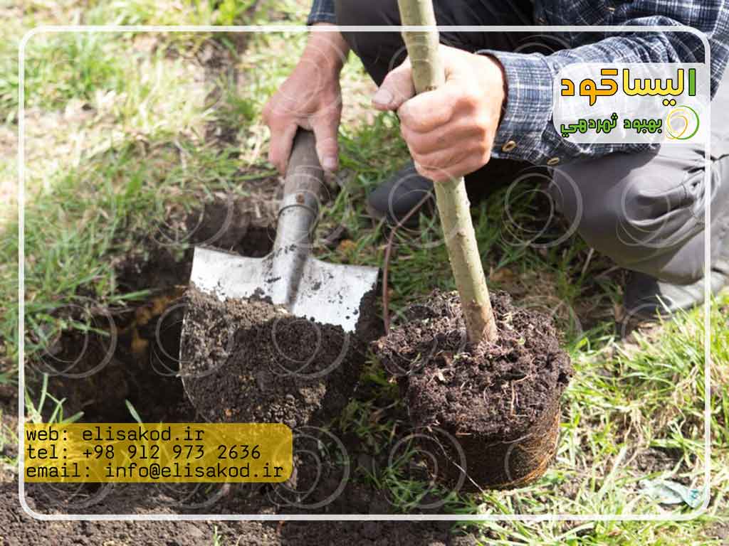 مقدار مصرف کود سولفات آمونیوم