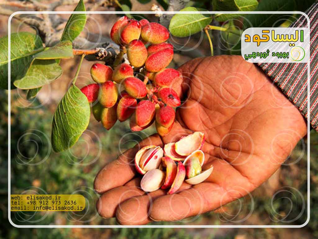 سولفات آمونیوم پسته چیست