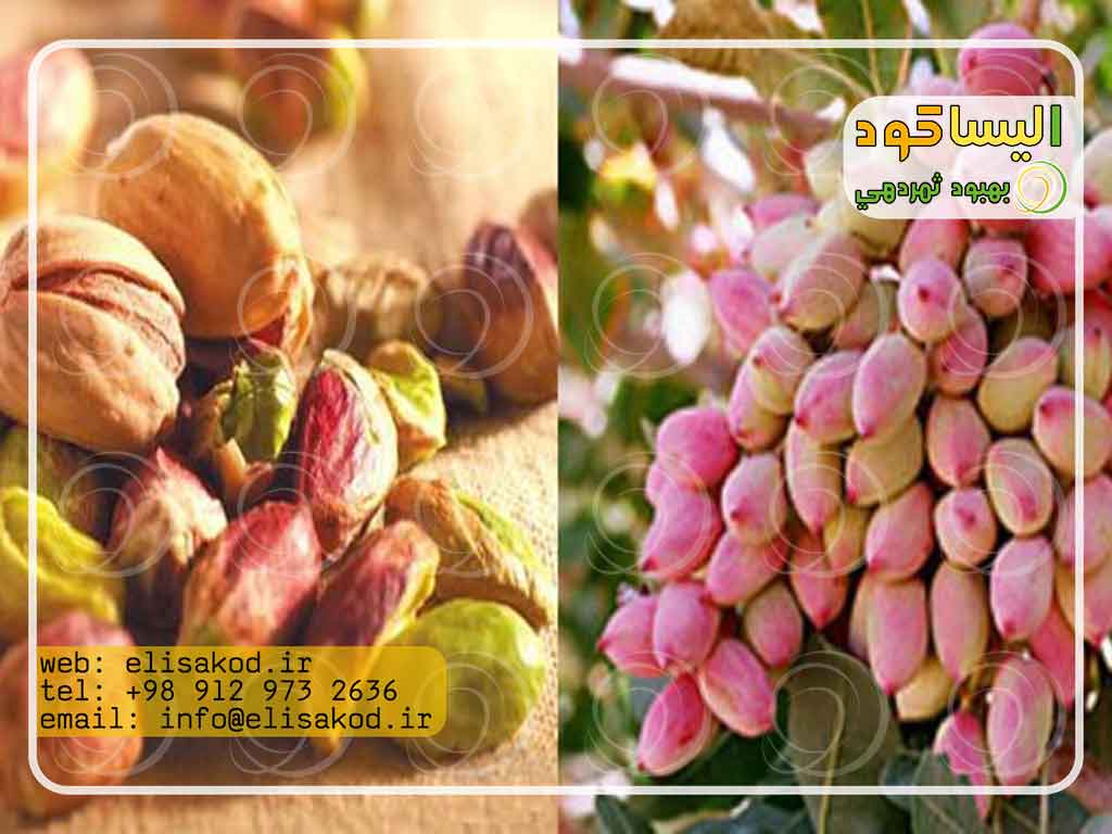 خرید سولفات آمونیوم پسته