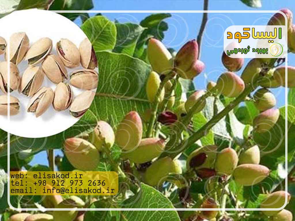 قیمت سولفات