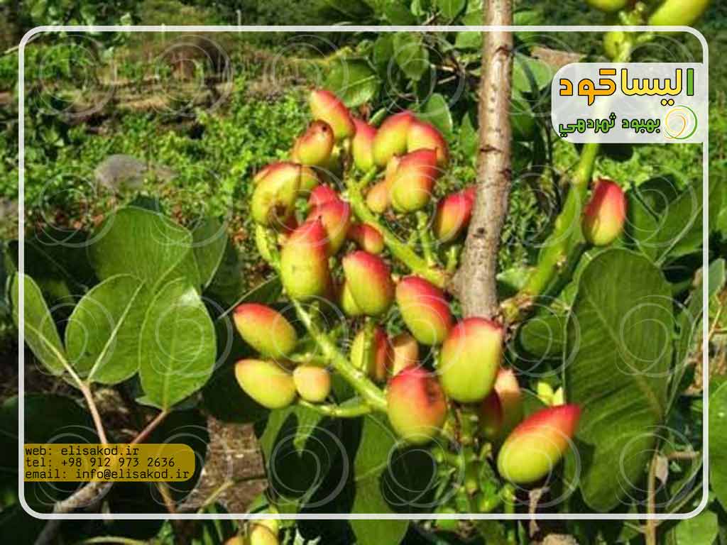 عرضه و پخش سولفات