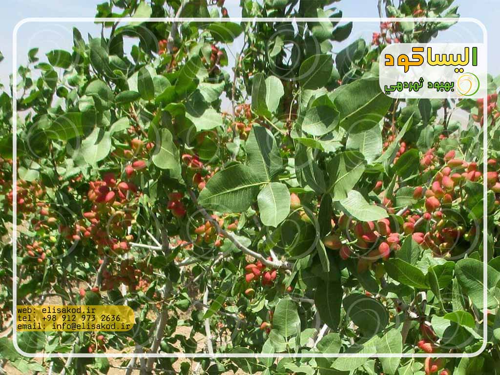 مصرف کود سولفات برای باغات پسته
