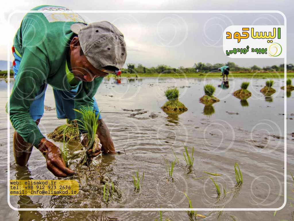 استفاده از کود سولفات در شالیزارهای کشت برنج