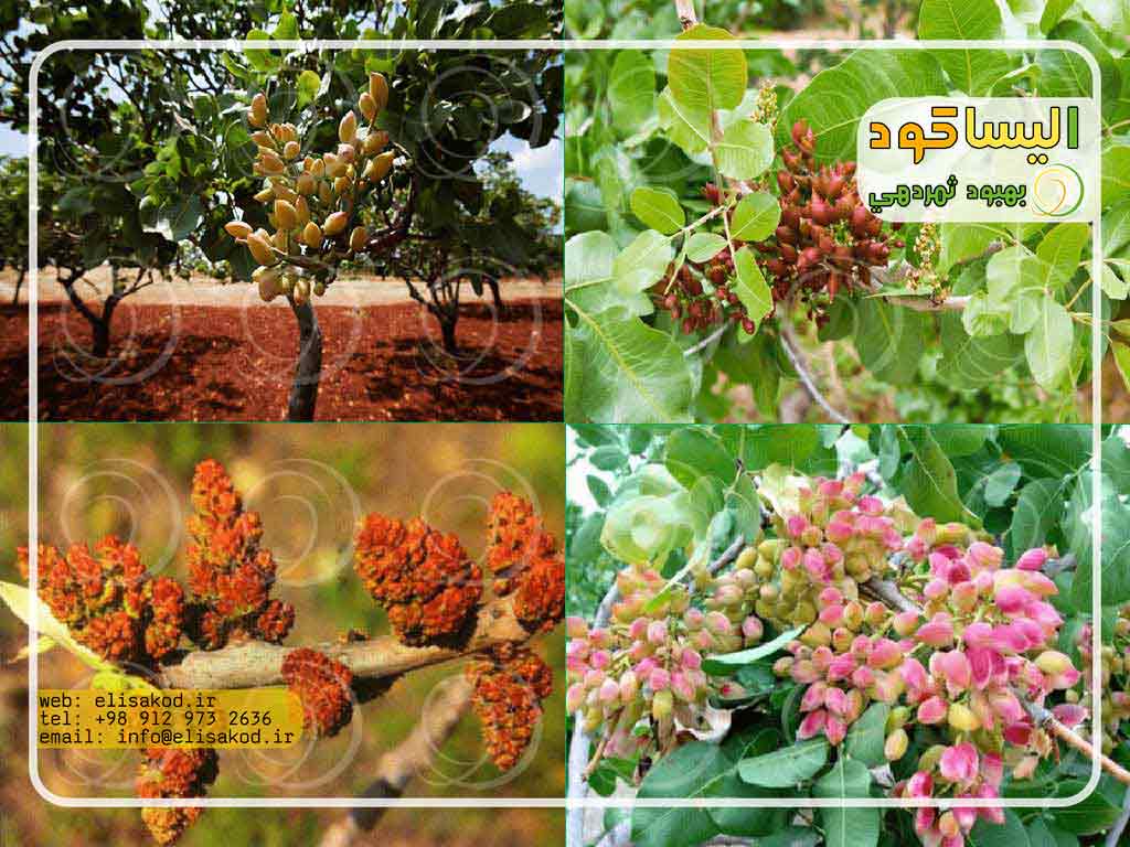 معرفی کود سولفات آمونیوم پسته