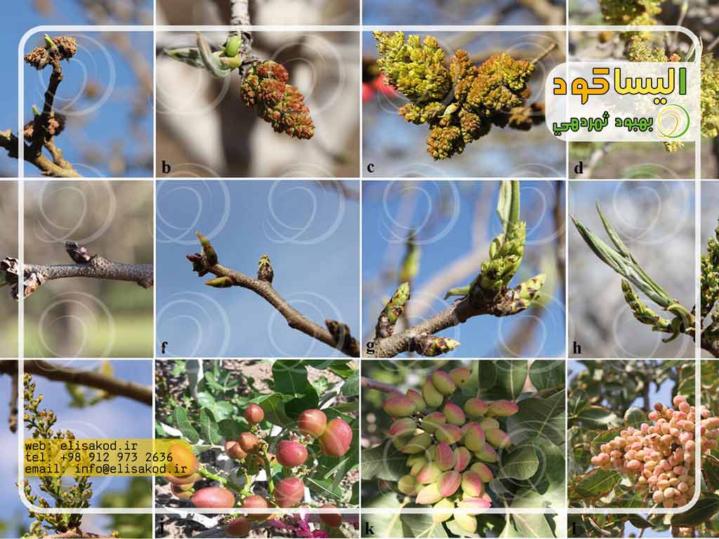 مصرف کود آمونیوم سولفات برای درختان