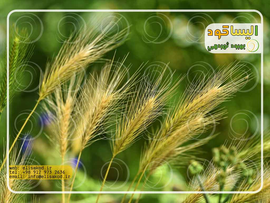 زمان مصرف کود برای گندم