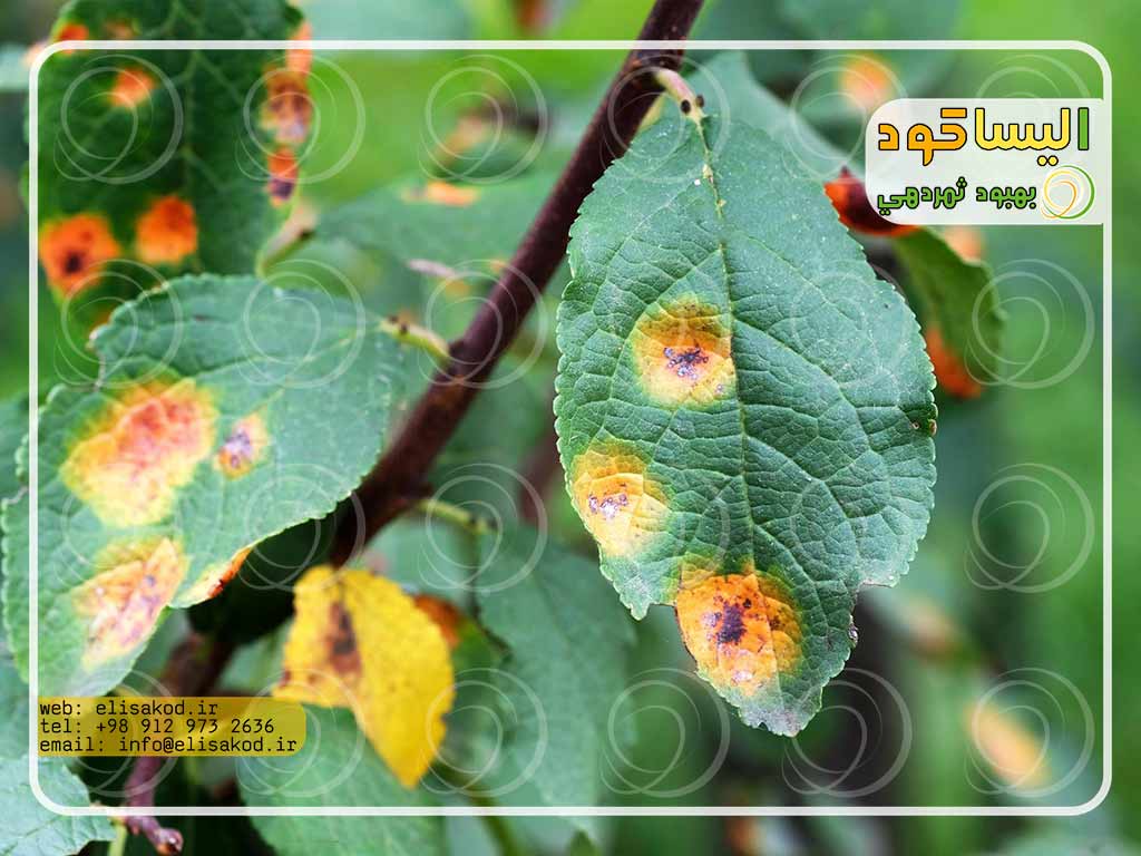 مصرف سم دیازینون برای درختان