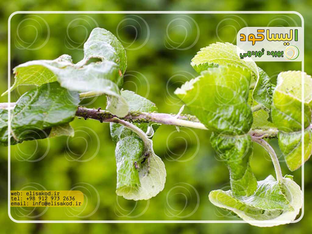 مصرف سم دیازینون برای شته