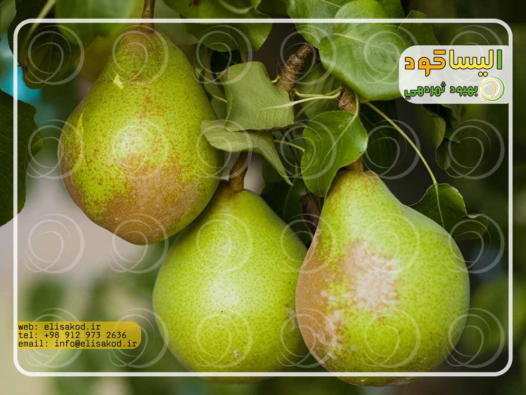 سم دیازینون برای درختان میوه