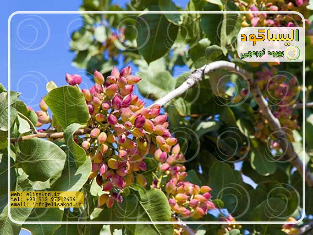 قیمت کلی کود پسته