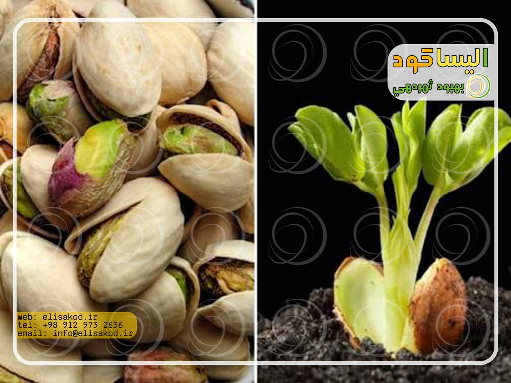 مواد تشکیل دهنده کود پسته