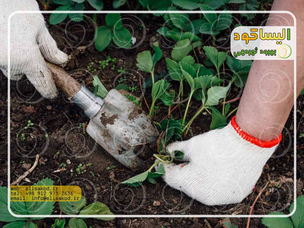 میزان و موارد مصرف کود سولفات