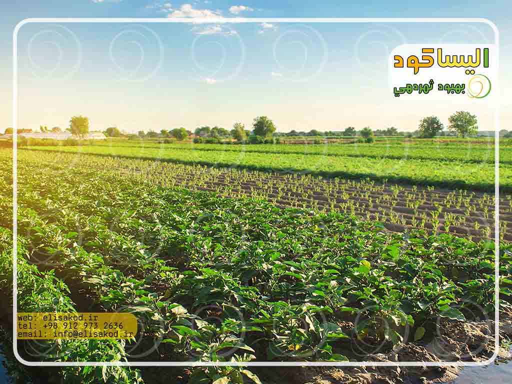 سولفات آمونیوم چیست؟