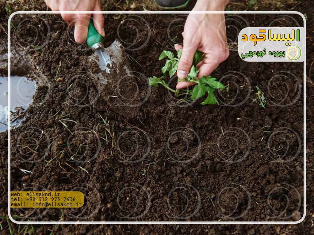 كود سولفات آمونيوم در کشاورزی