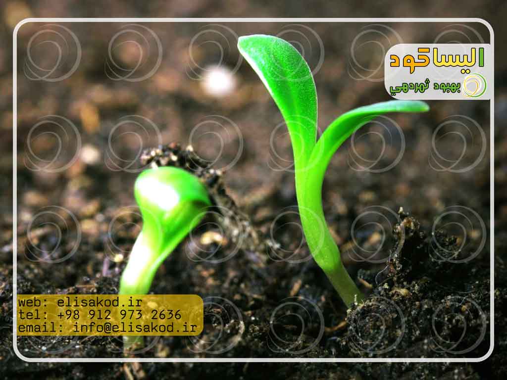نرخ عمده اسید گرانوله