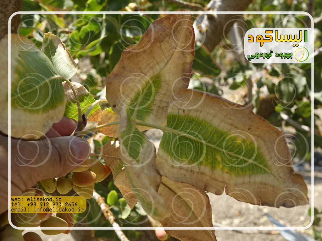 کود گوگرد مایع کشاورزی برای پسته