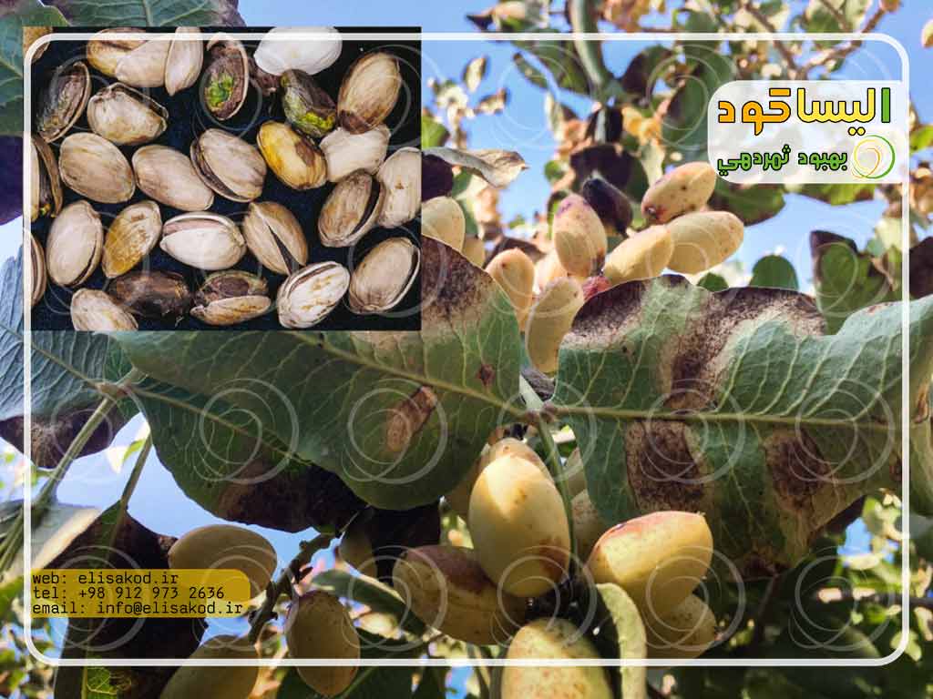 قیمت کود گوگرد مایع کشاورزی برای پسته