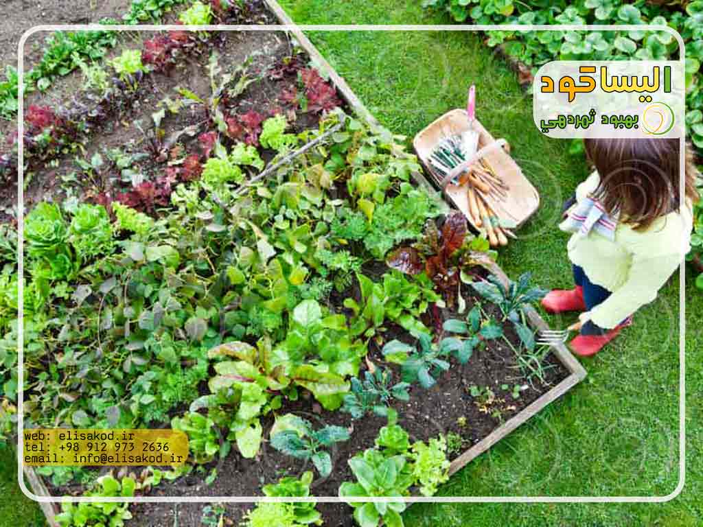 کود ارگانیک چیست؟