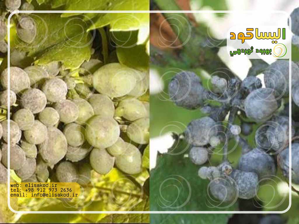 گوگرد مایع برای انگور