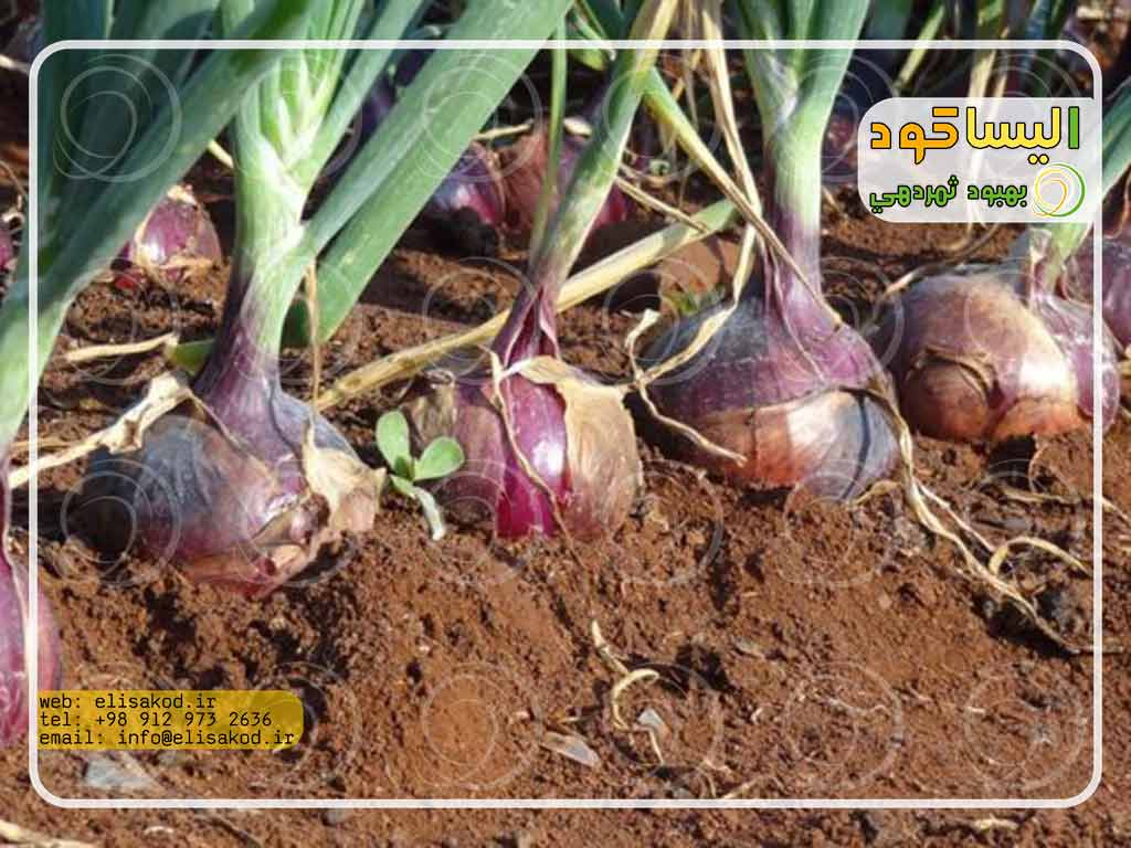 سموم کشاورزی مخصوص پیاز