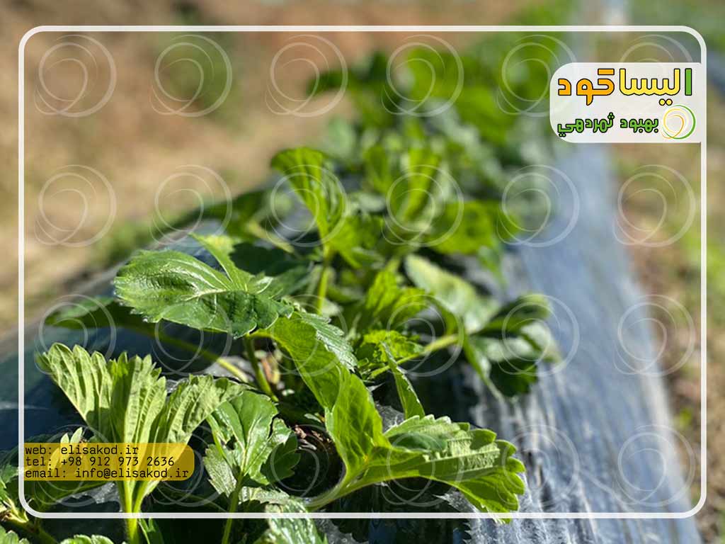 قیمت کنه کش