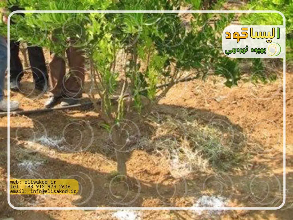 سولفات آمونیوم چیست