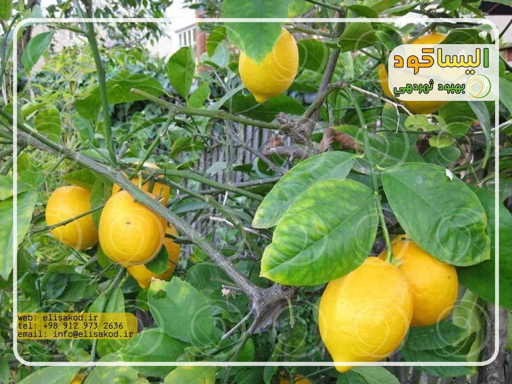 زمان مصرف کود سولفات آمونیوم در مرکبات