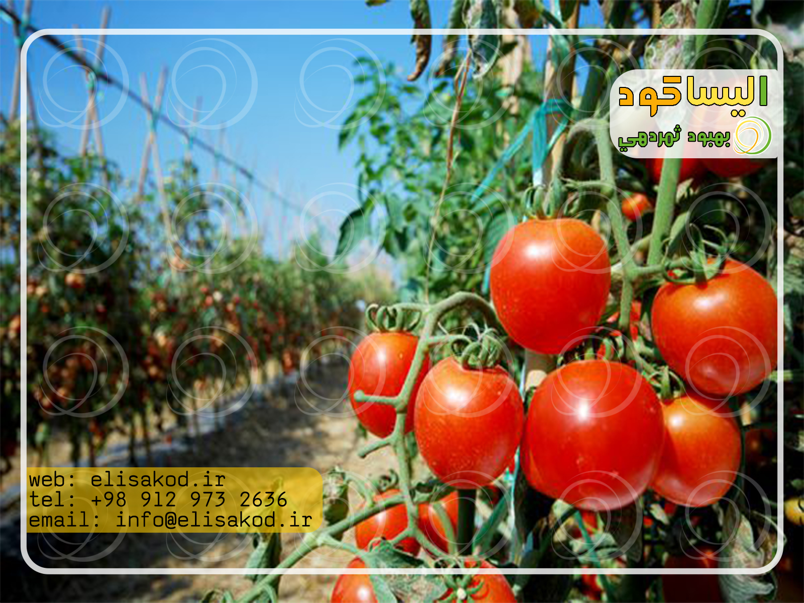 بذر گوجه فرنگی فضای باز